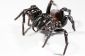 Entonnoir web spider - informatif