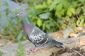 Mélanger aliments pour pigeons - de sorte que vous établissez votre propre flux de pigeon