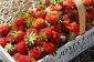Strawberry Saison 101: Picking, de congélation et préservation