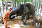 Première Elephant Hospital monde en Thaïlande
