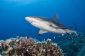 Requins en Méditerranée - donc vous baigner et décontractée