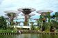 Superarbre Grove au Gardens by the Bay, Singapour