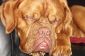 Dogue de Bordeaux - emploient les chiots de très grands chiens correctement