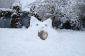 Cet igloo de chat est très probablement la meilleure utilisation de la neige jamais