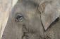 Elephant oreilles tinker - Les clés du succès drôle ustensile de carnaval