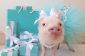 Notre Dernière Instagram Obsession: Petits Cochons dans Vêtements humaines