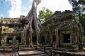 Les arbres géants au temple cambodgien de Ta Prohm