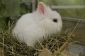 Le lapin Chambres - mis en place des conditions appropriées et en toute sécurité