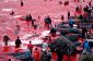 Mass chasse à la baleine dans les îles Féroé congé mer Blood Red