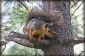 Écureuils - particularités du rongeur clairement expliqués
