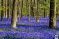 Hallerbos, La forêt bleue de Belgique