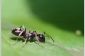 Les fourmis pour à la maison - donc vous faire un terrarium fourmi