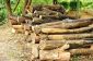 Acheter Logs - Ce que vous devriez considérer en bois pour une cabane dans les arbres