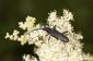 Coléoptère noir - des informations intéressantes sur les insectes