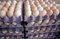 taux de production d'oeufs de poulets - comment cela fonctionne: