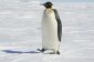 Faites pingouins genou?