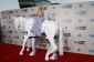American Music Awards Rep Carpet 2013: Worst Dressed stars montrent une amélioration