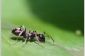 Les fourmis - les ailes des insectes en conviennent