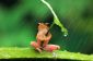 Clever Frog Weathers Tempête Sous Petit Parapluie