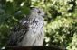 Owl - imitent leurs sons de sorte que vous pouvez apprendre