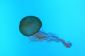 Bleu Jellyfish - des informations intéressantes sur la méduse bleue