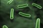 Enterobacter cloacae - ce que vous devez savoir sur les bactéries