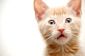 La dentition chez les chats - de sorte que vous soutenez votre chat