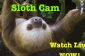 Vous pouvez regarder paresseux toute la journée du Sloth Cam!