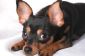 "Sédatif pour chiens sur la Saint-Sylvestre?"  - Pour aider les quadrupèdes affreuses