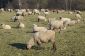 Règlement pour la production ovine - sachant