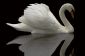 Combien de temps Swan?  - Information pour Ballet