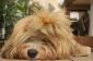 Mélange havanais - toilettage tellement de succès pour les chiens à poils longs