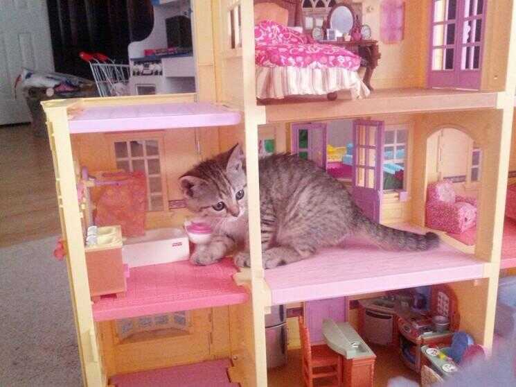 Juste quelques chats qui vivent dans des maisons de poupées, remplissant nos rêves d'enfance
