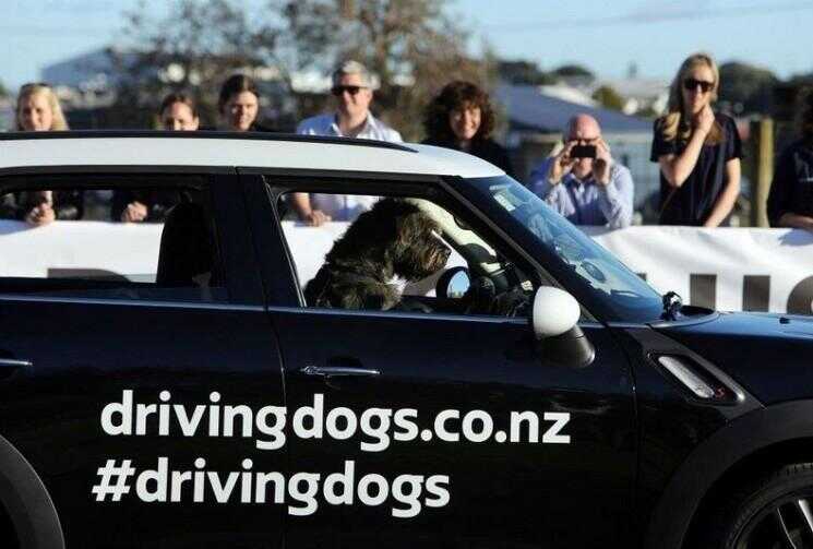 Chiens sans-abri apprendre à conduire en Nouvelle-Zélande