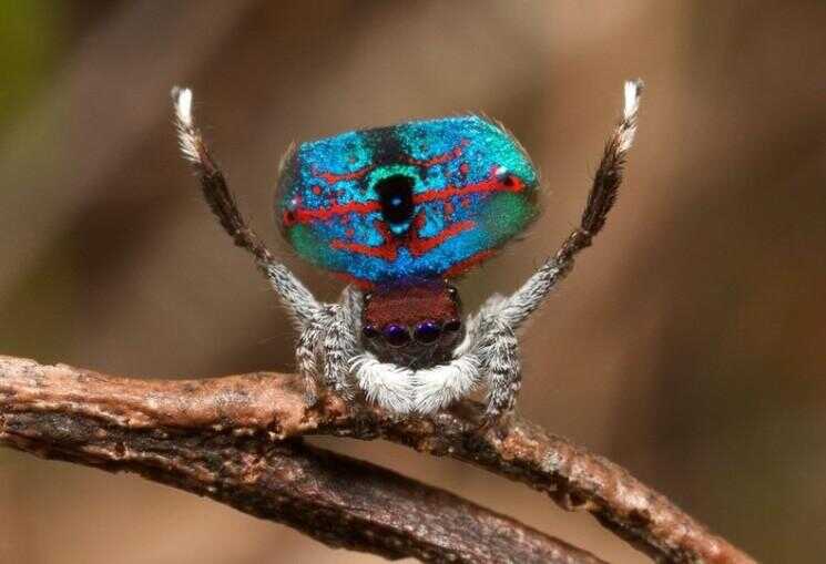 Rencontrer les plus magnifiques 'Peacock Spider'