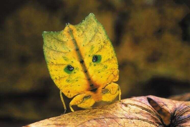 Camouflage extraordinaire des feuilles de marche