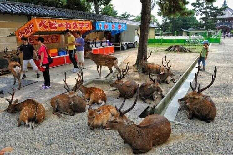 Nara, la ville reprise par cerf