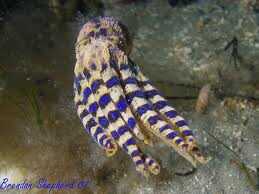 Top 10 des Créatures de la mer les plus dangereux