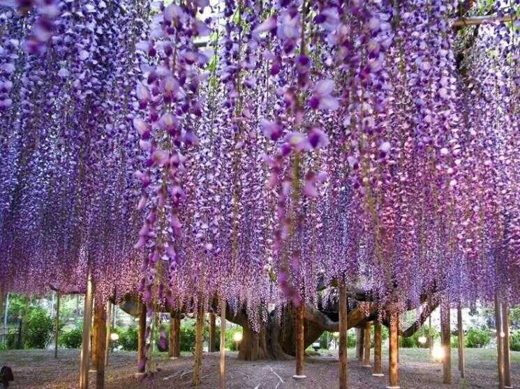 Ashikaga Flower Park, Japon
