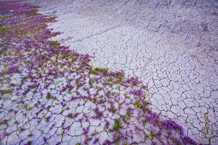 Desert Wildflowers dans le Plateau du Colorado