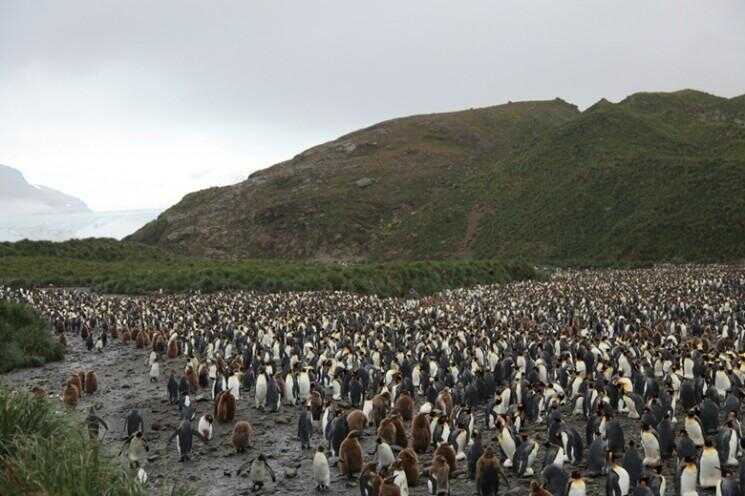 Penguin Colony Massive en Géorgie du Sud