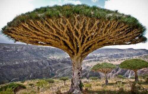 Top 10 des plus étranges arbres dans le monde