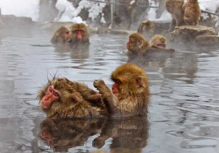 Les singes de neige Jigokudani