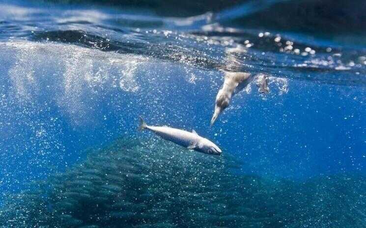Incredible Photos de requins et des dauphins attaquant à Maquereau