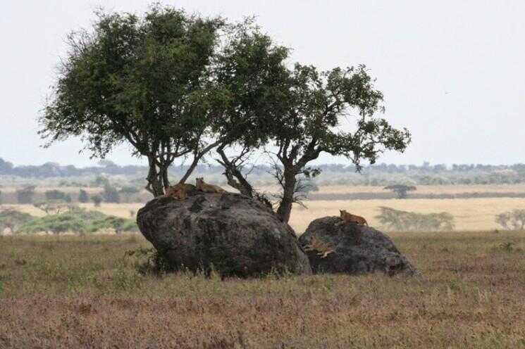 Le Kopjes du Serengeti