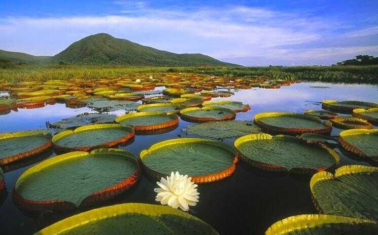 Pantanal, le plus grand marécage d'eau douce du monde