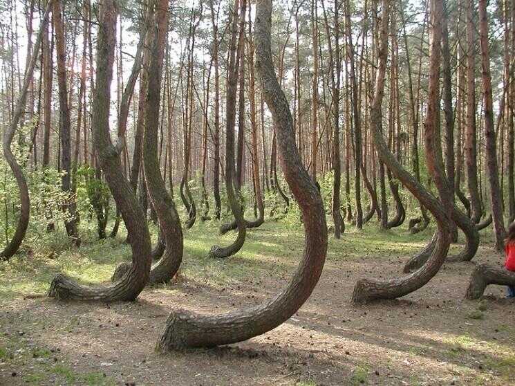La forêt Crooked de Gryfino, Pologne