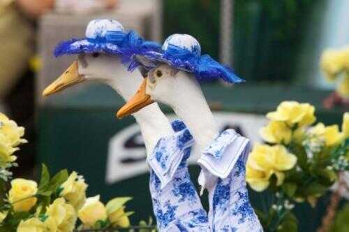 Il ya un défilé de mode pour les canards.  C'est tout.