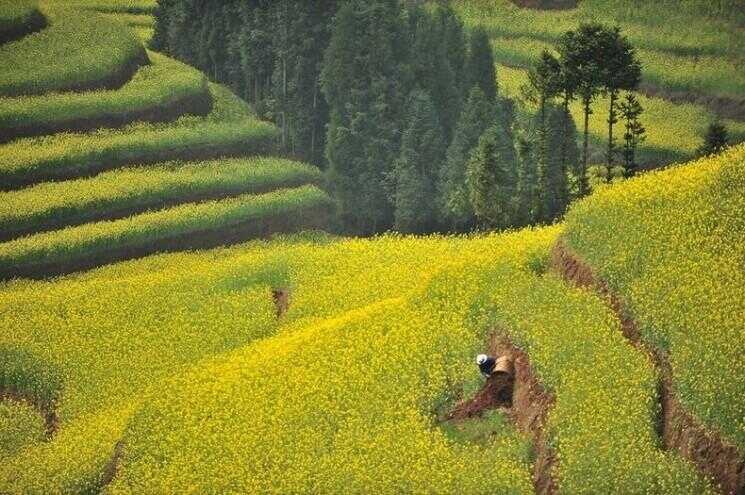 Les champs de colza en Luoping, Chine