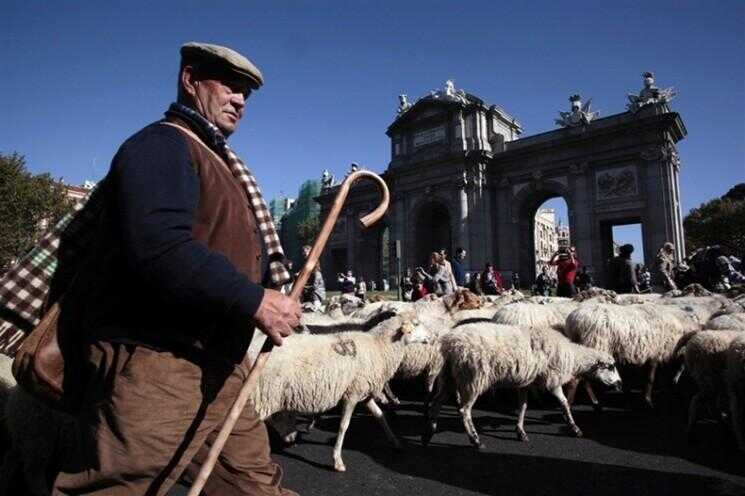 Sheep Occuper rue de Madrid pour protester contre les lois de pâturage